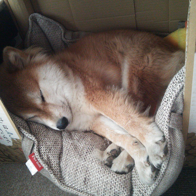 开云体育中国-2026世界杯焦点战，森林狼强势击溃新疆队，篮球东西对话引热议